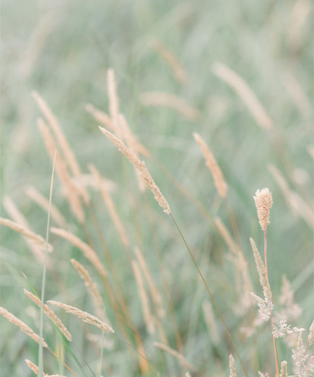 Grass
