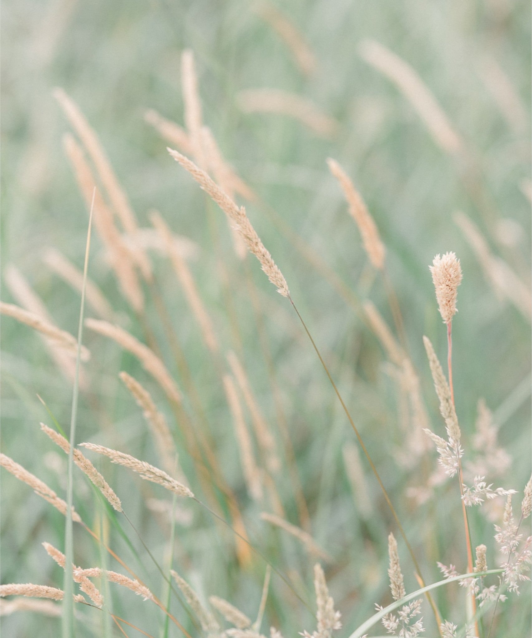 Grass