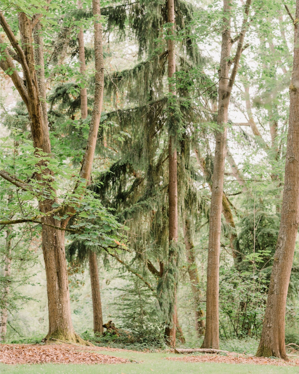 Trees