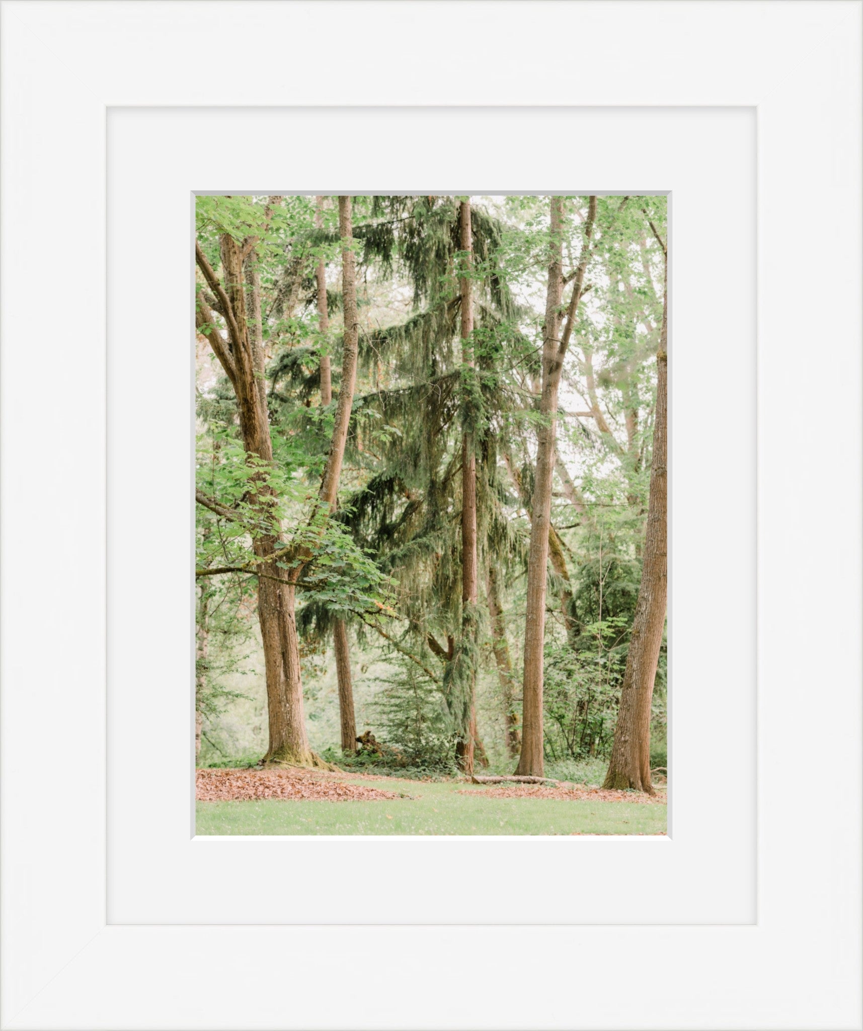 Trees