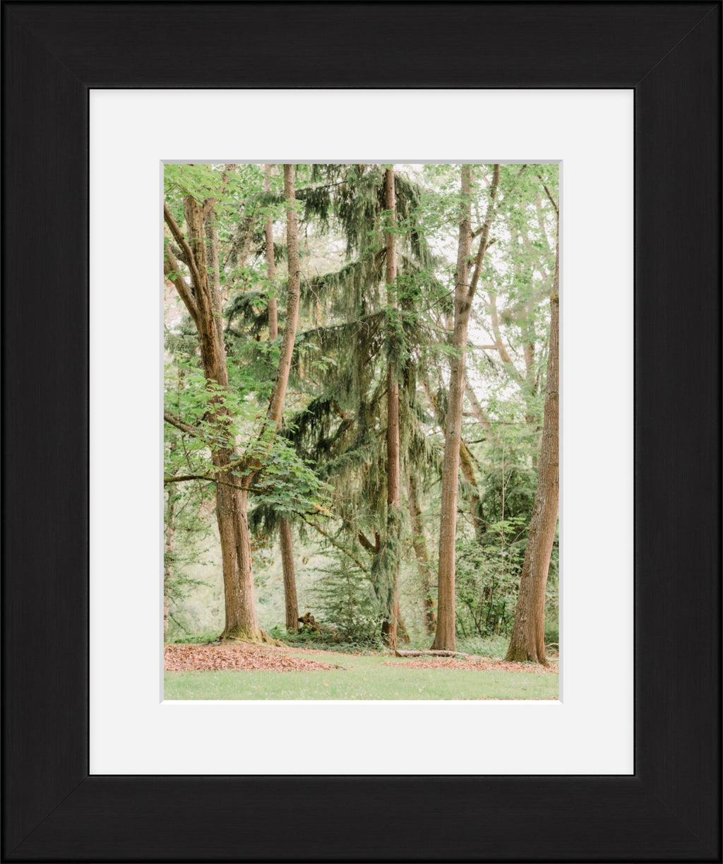 Trees