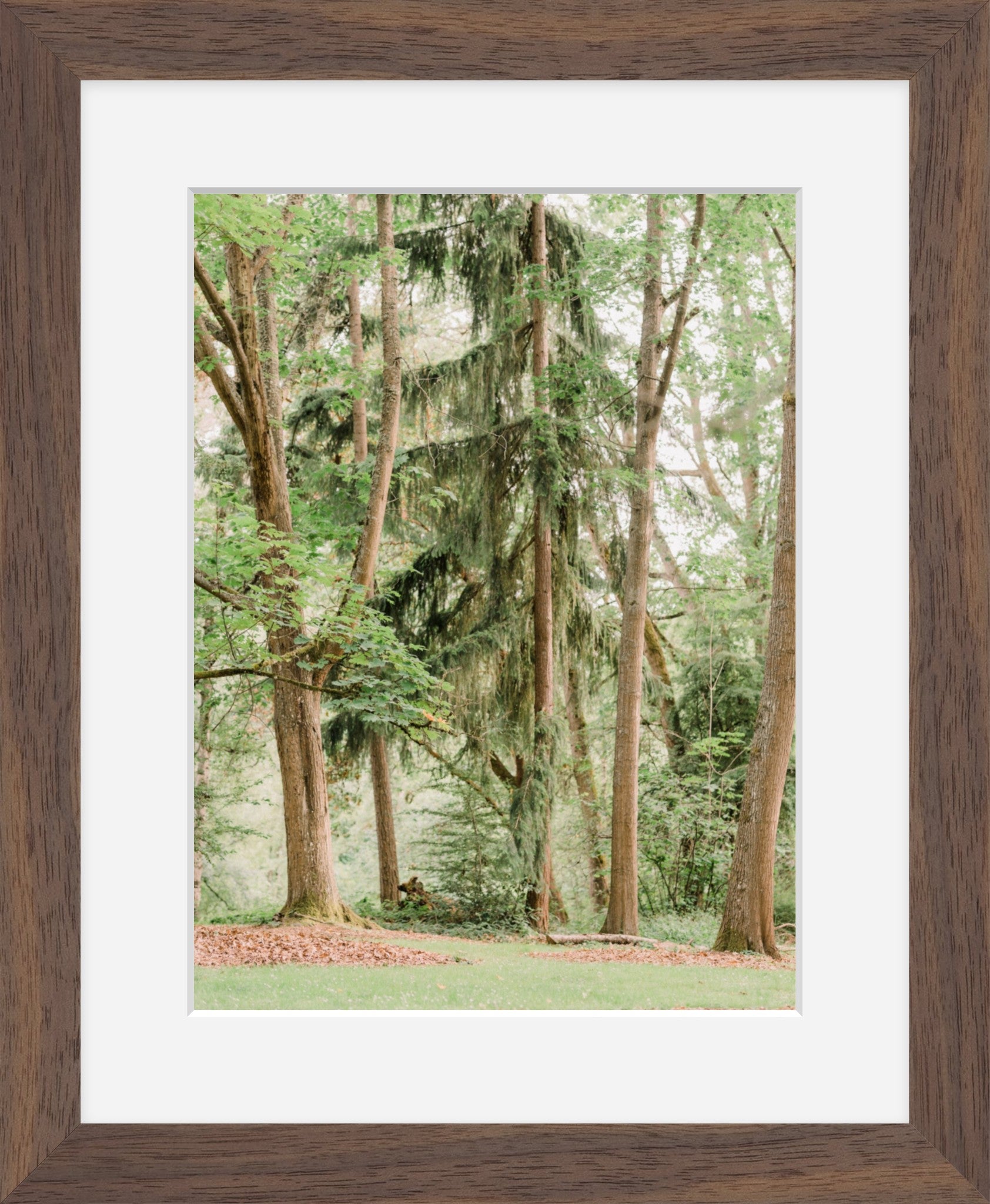 Trees