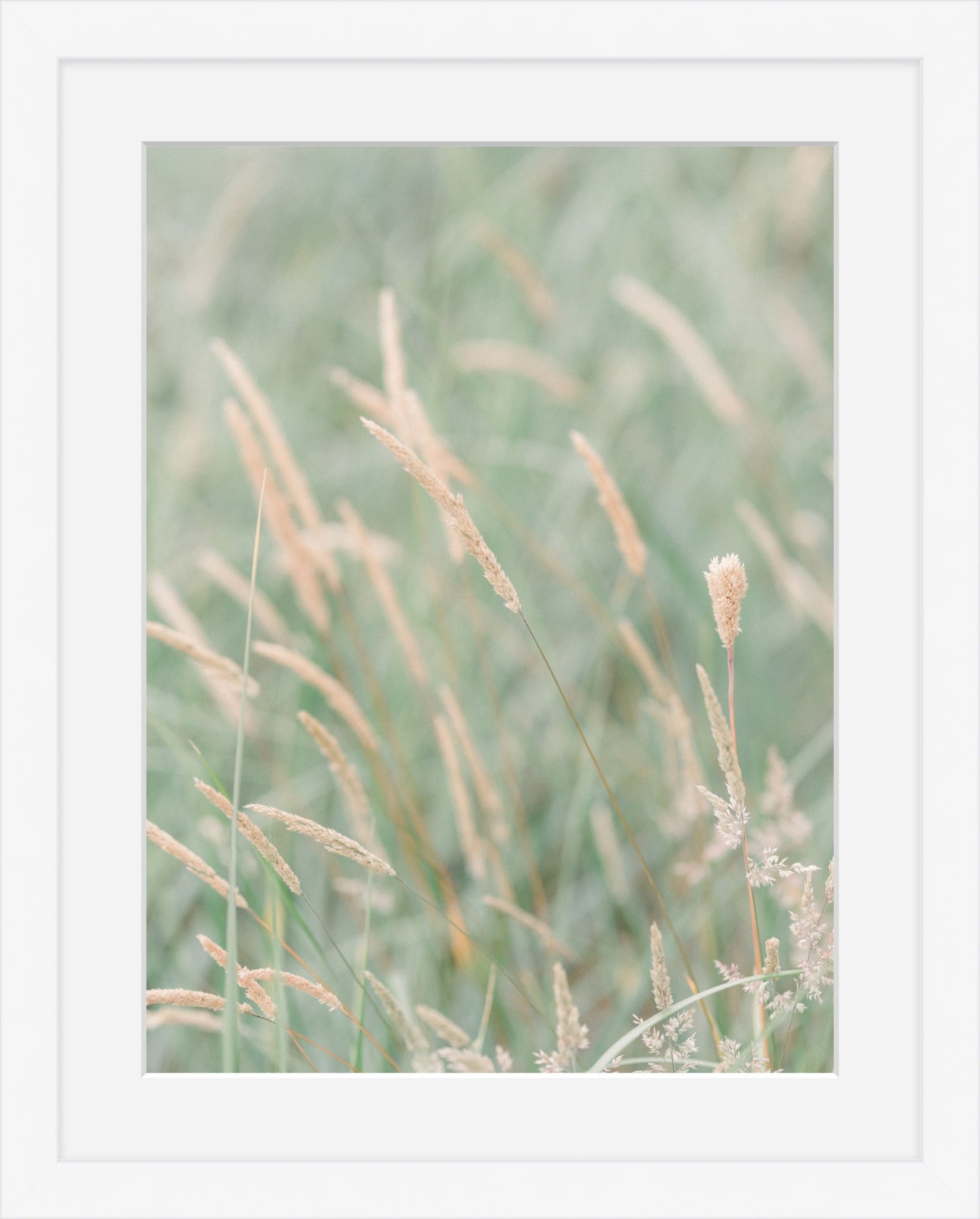 Grass