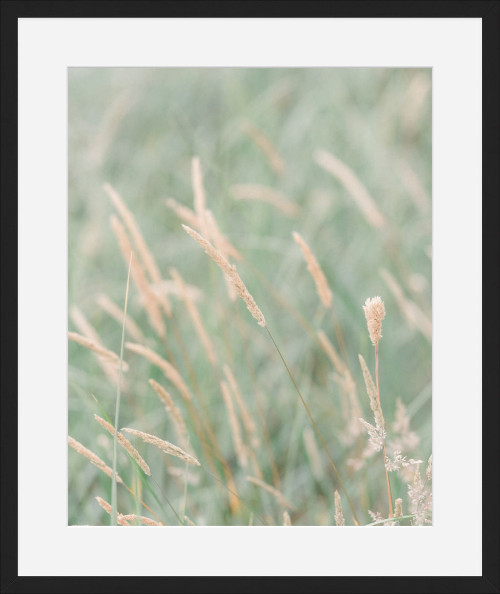 Grass