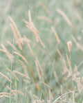 Grass