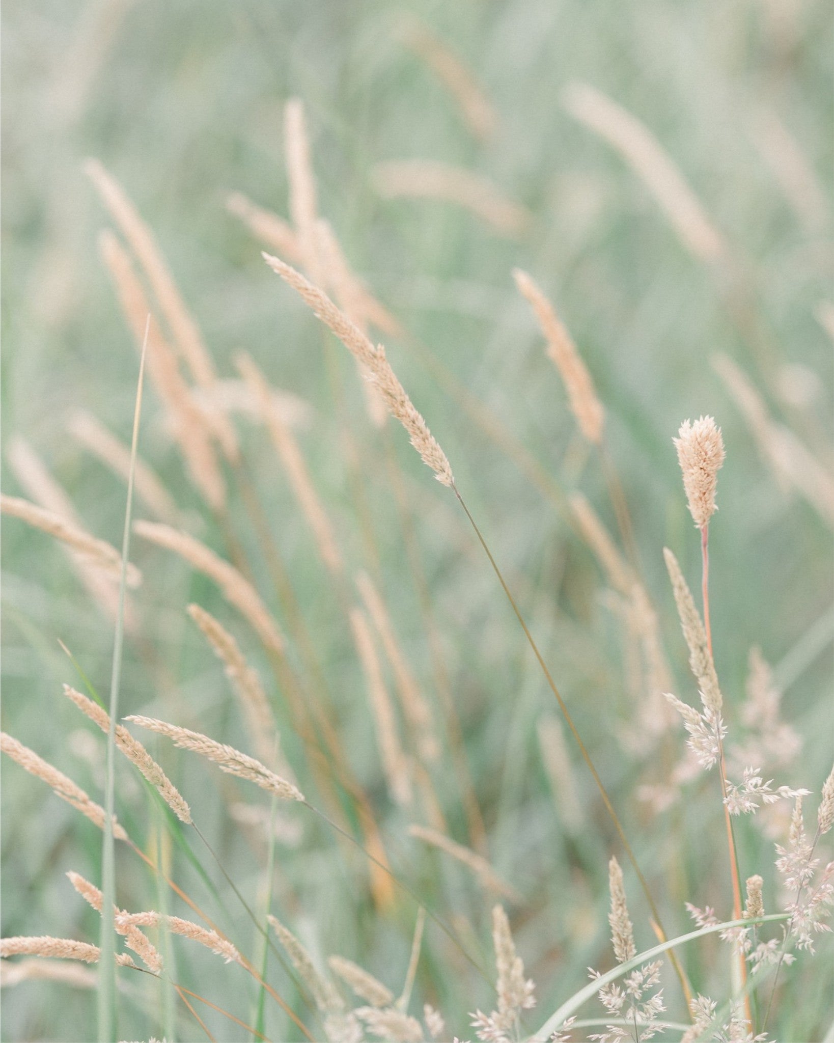 Grass