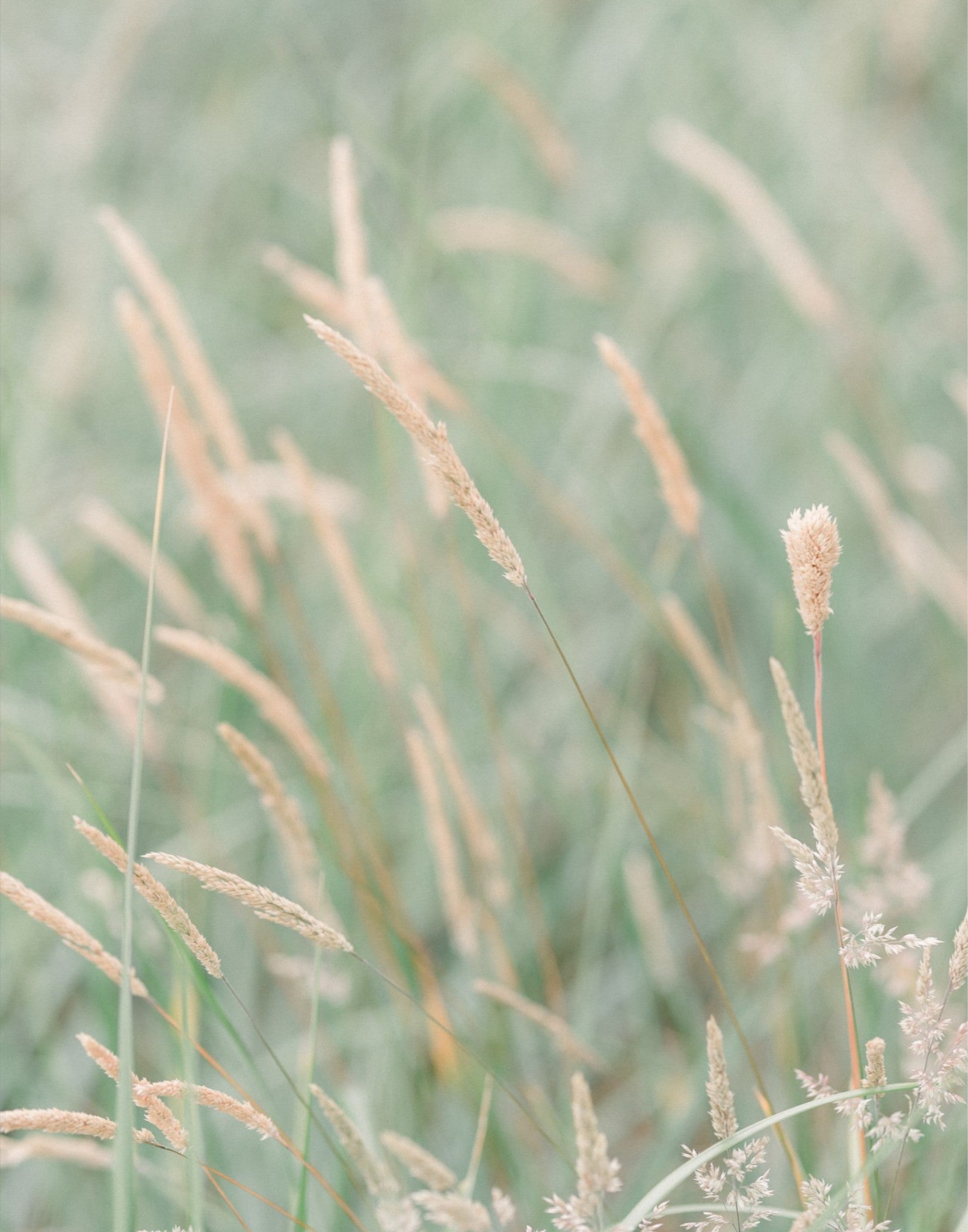 Grass