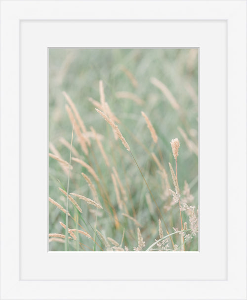 Grass